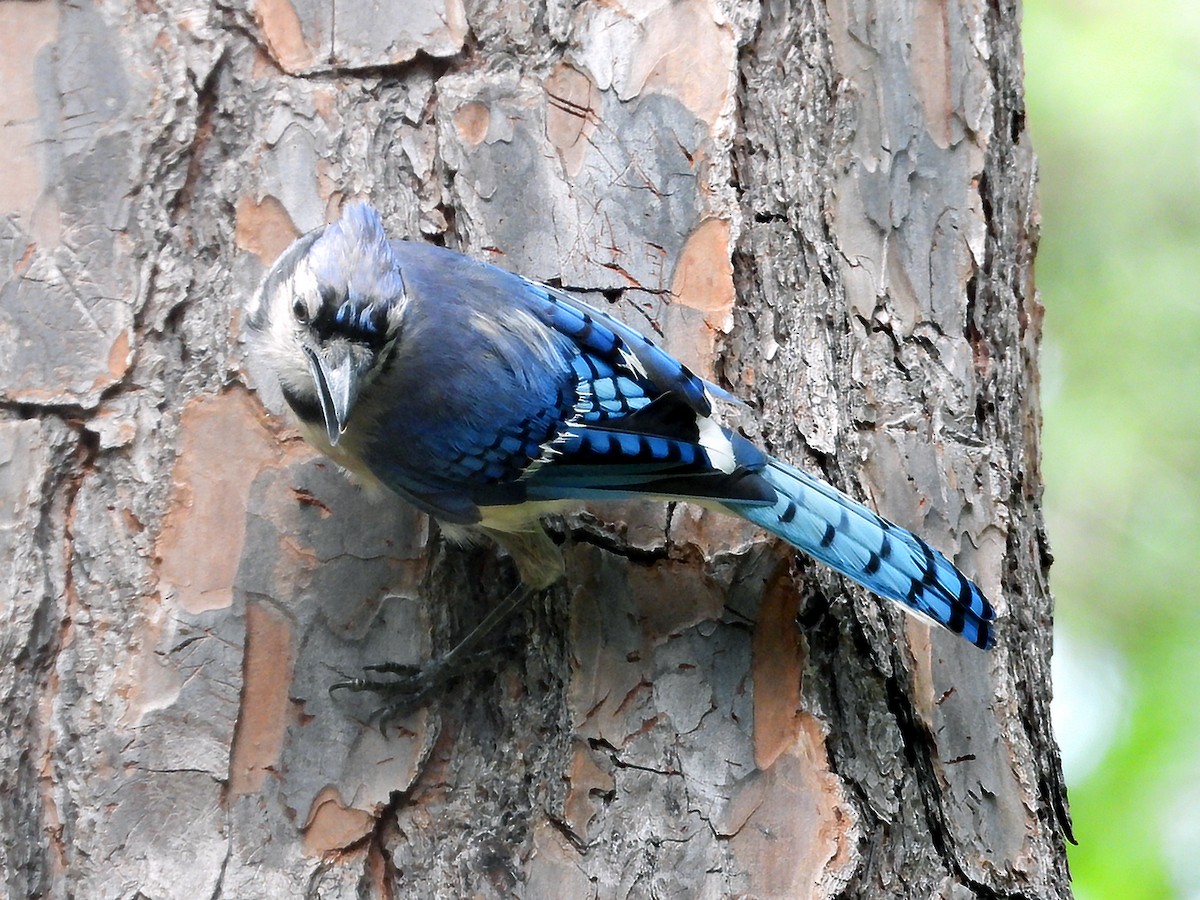 Blue Jay - ML638542056