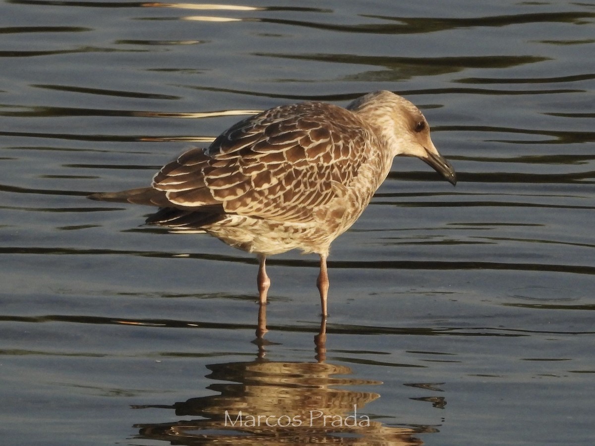 Yellow-legged Gull - ML638542058