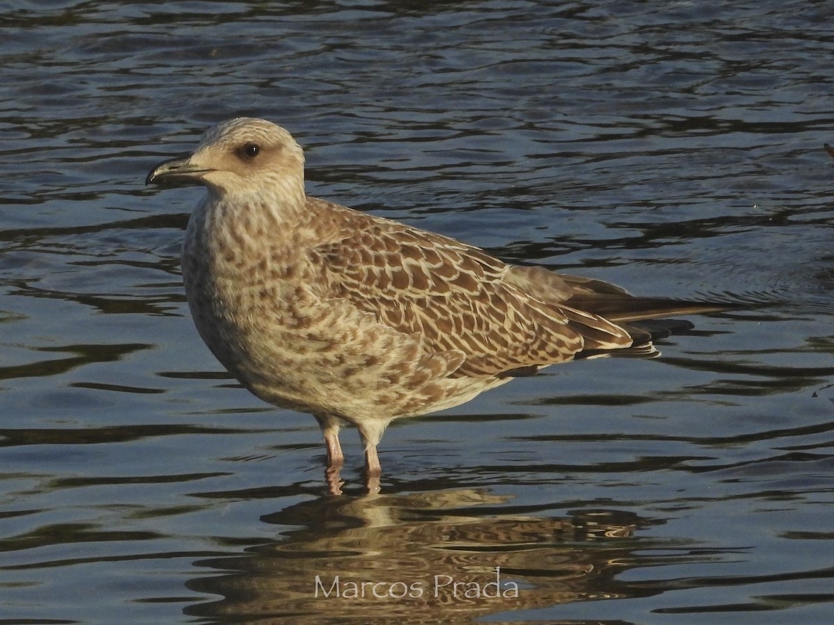 Yellow-legged Gull - ML638542059