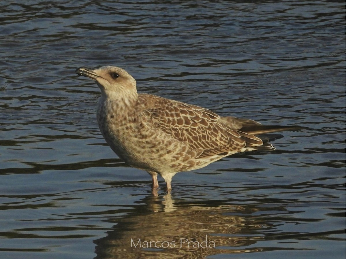 Yellow-legged Gull - ML638542060