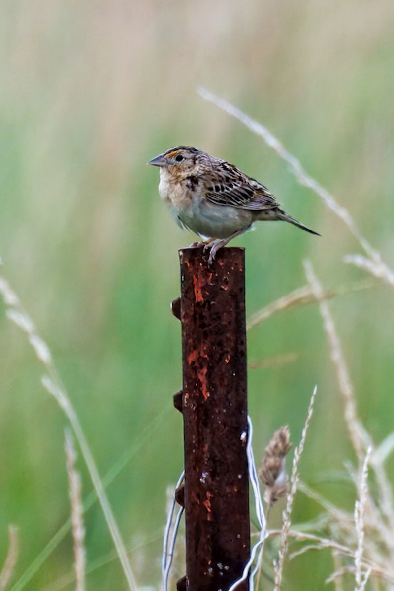 Grasshopper Sparrow - ML638542065