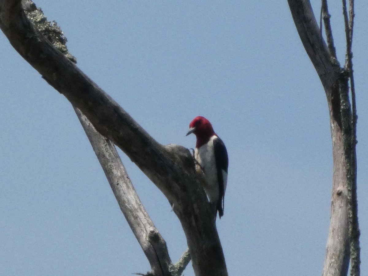 Red-headed Woodpecker - ML638542066