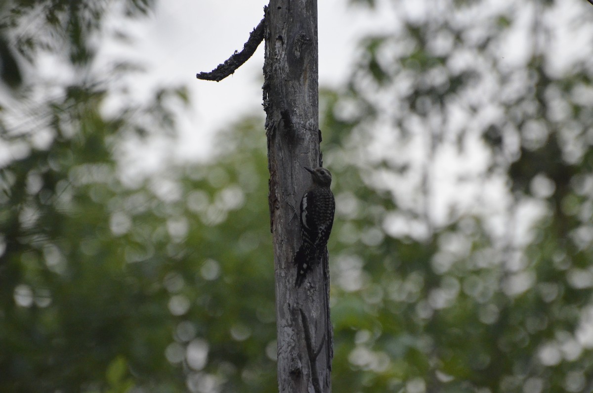 Yellow-bellied Sapsucker - ML638542080