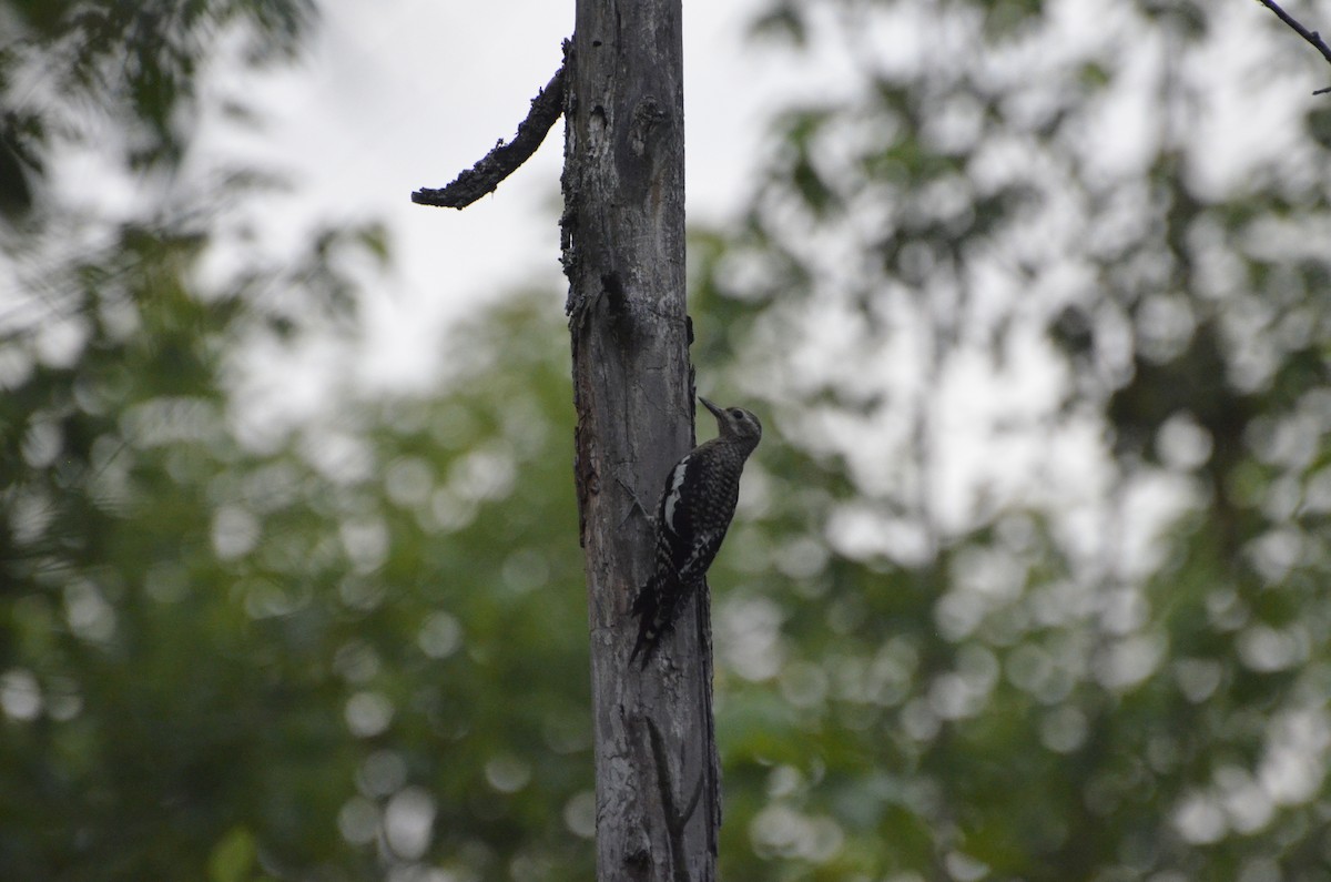 Yellow-bellied Sapsucker - ML638542091