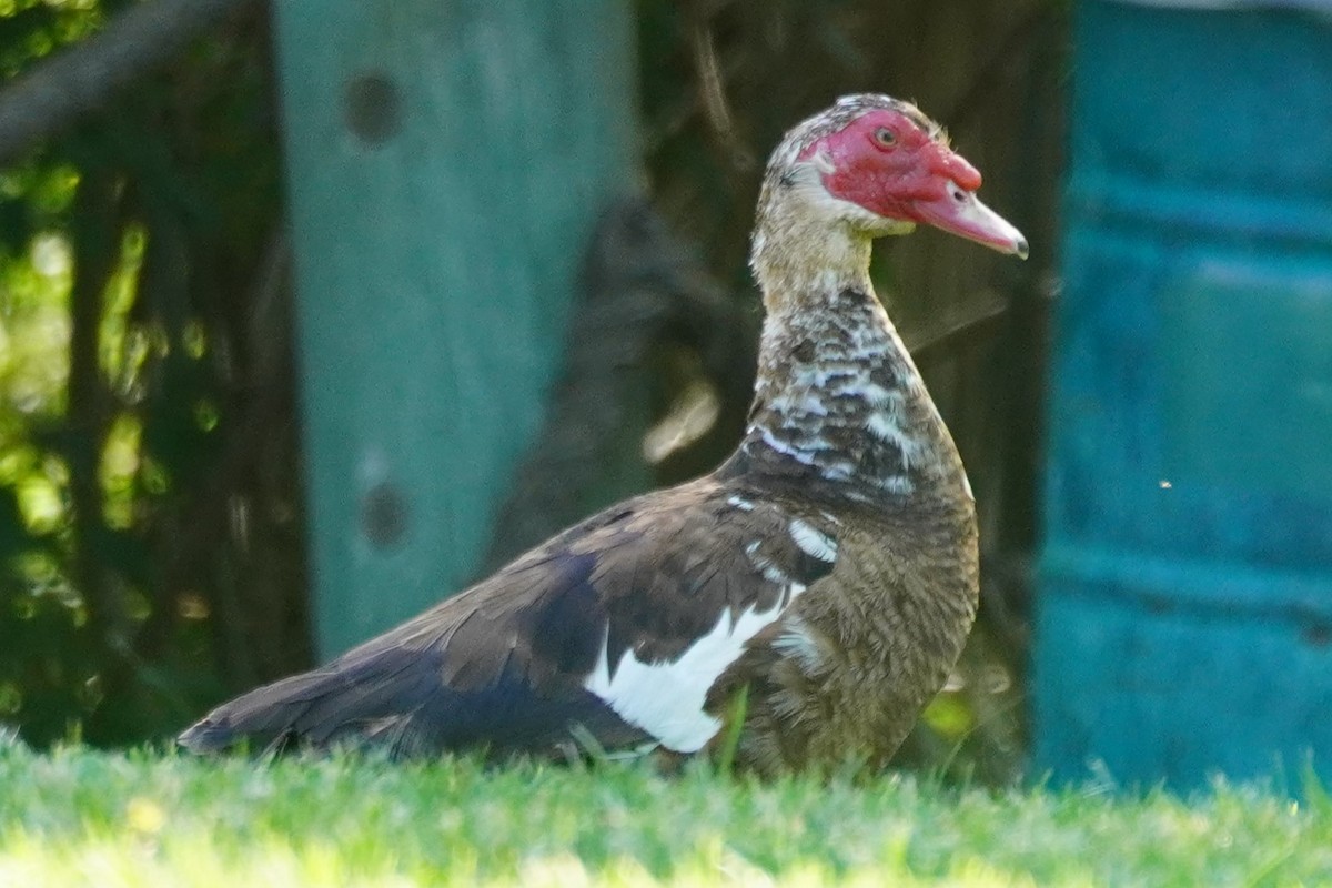 Moschusente (domestiziert) - ML638542099
