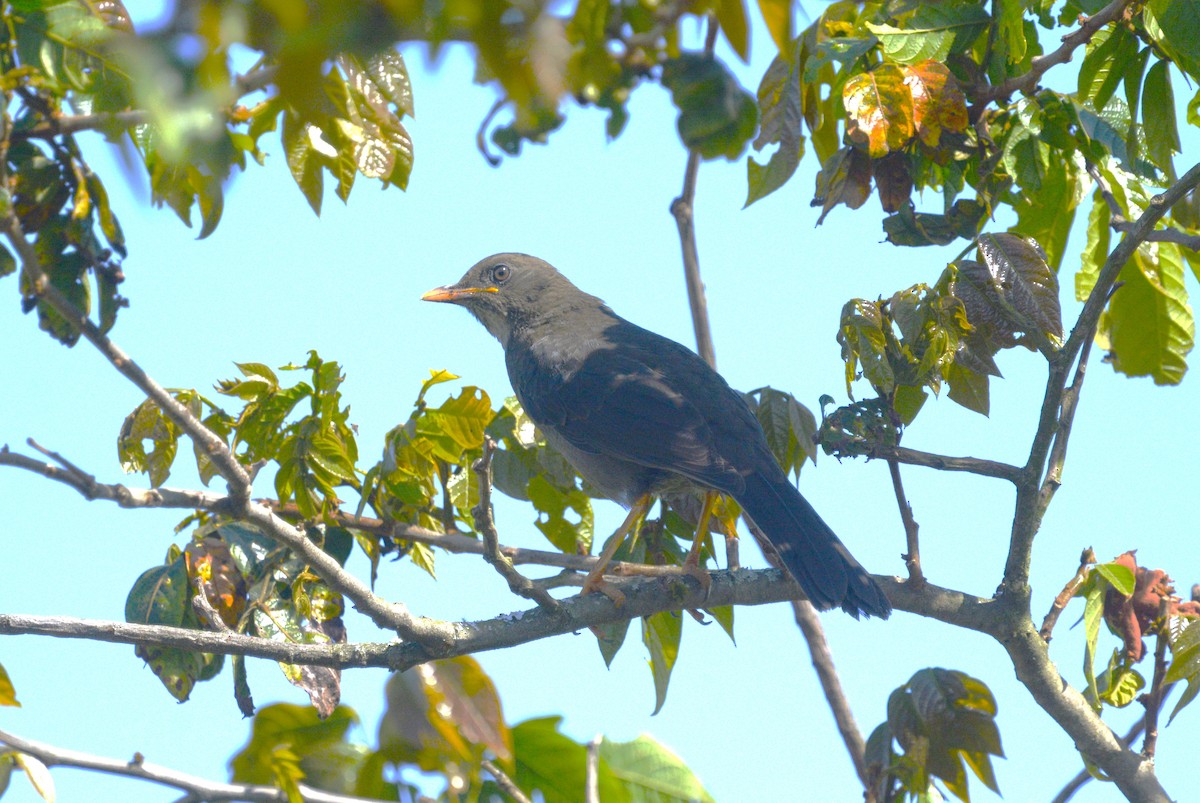 Riesendrossel - ML638542109