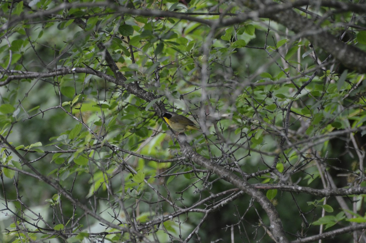 Weidengelbkehlchen - ML638542127