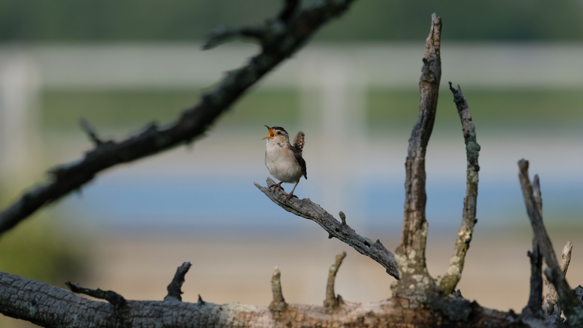 Marsh Wren - ML638542166