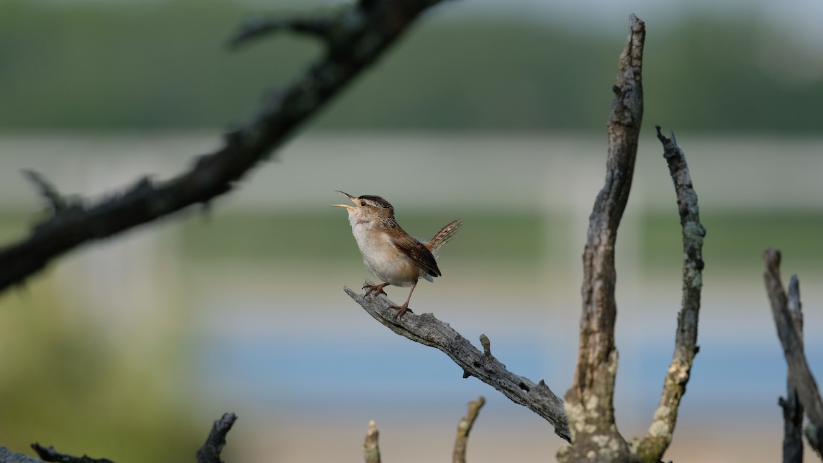 Marsh Wren - ML638542171