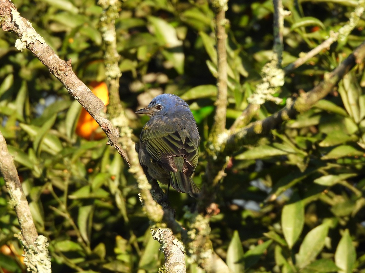 Golden-chevroned Tanager - ML638542178