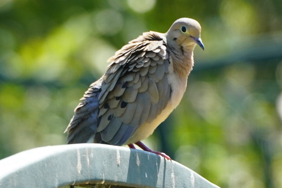 Mourning Dove - ML638542180