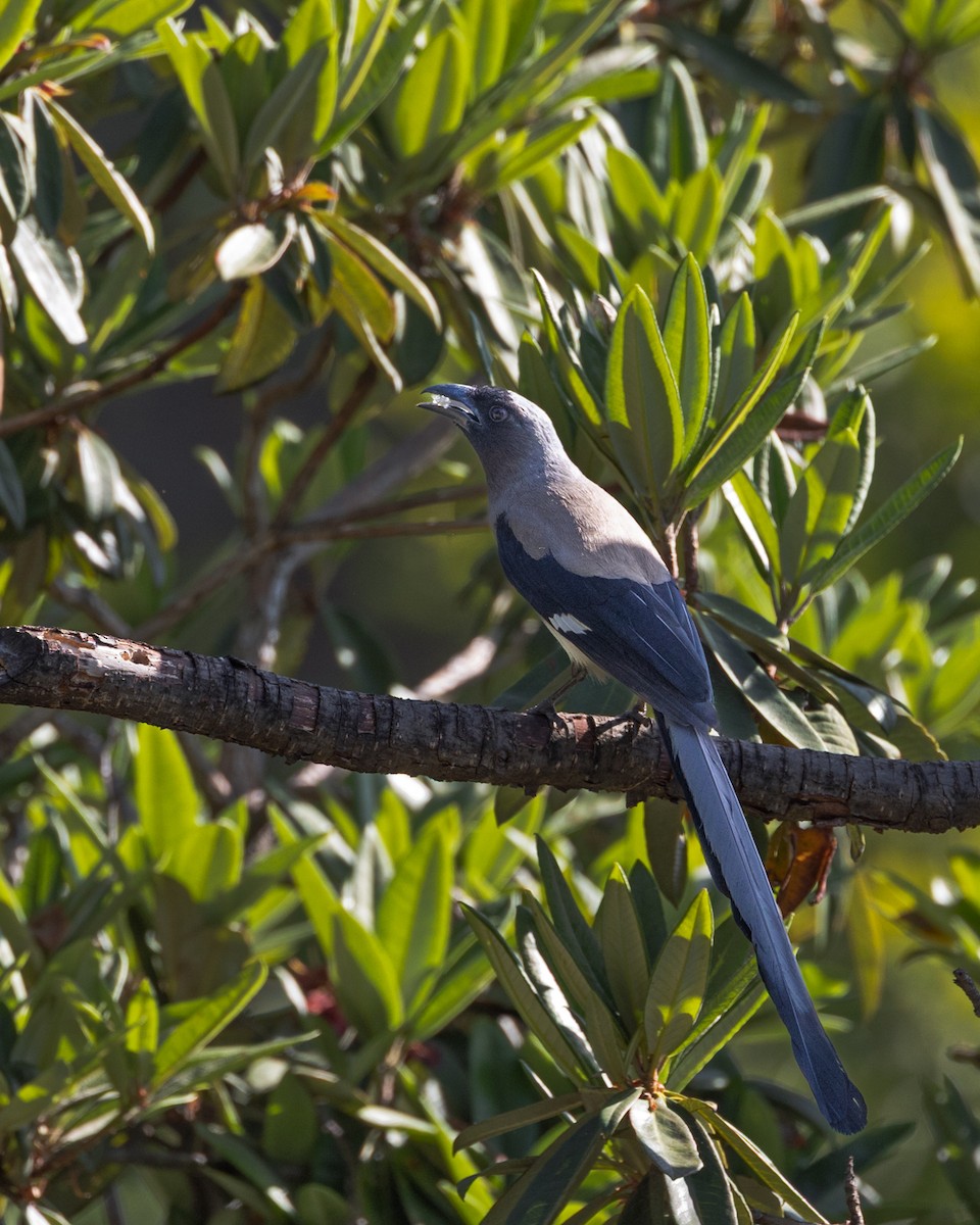 Gray Treepie - ML638542181