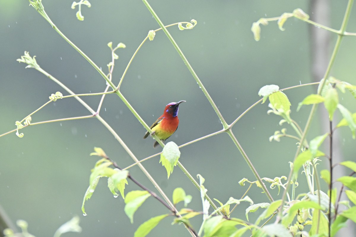 Mrs. Gould's Sunbird - ML638542185