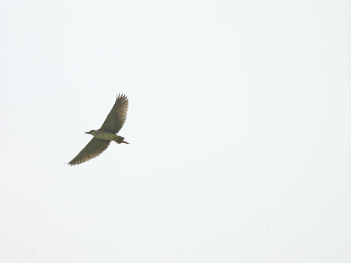 Black-crowned Night Heron - ML638542186