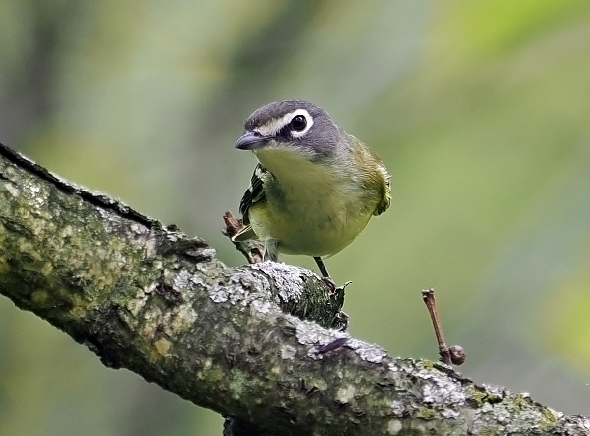 Blue-headed Vireo - ML638542187