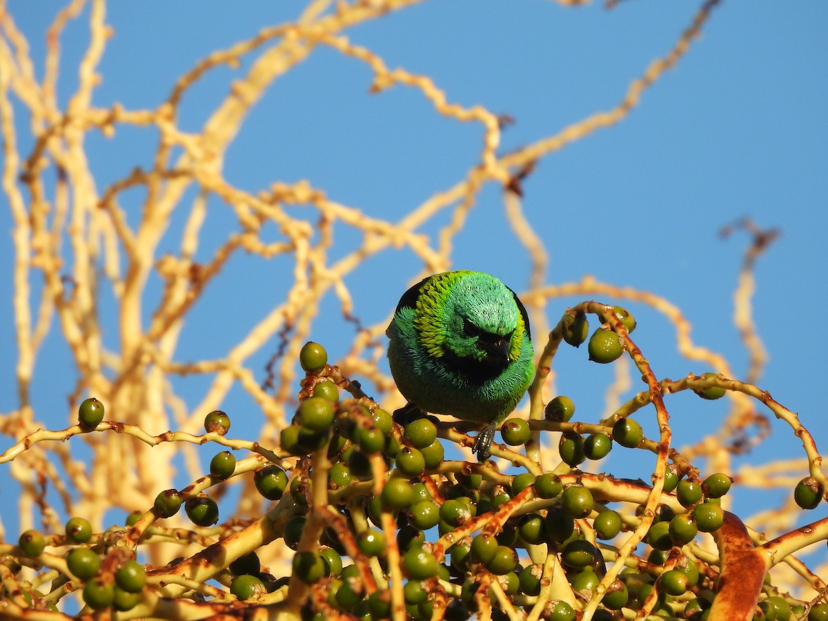 Green-headed Tanager - ML638542188