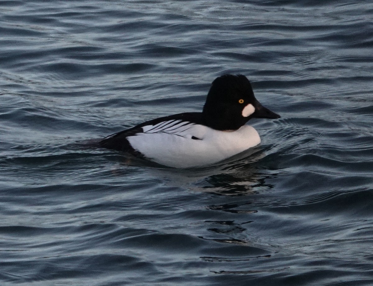 Common Goldeneye - ML638542189