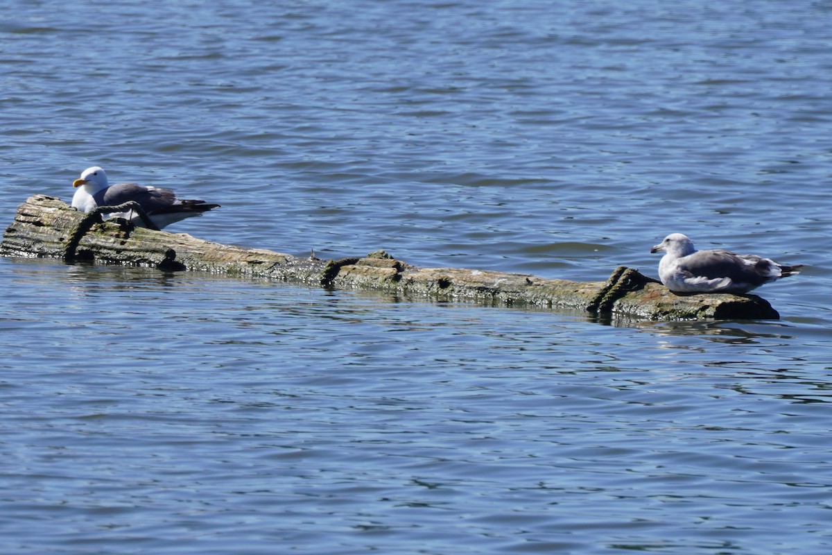 Western Gull - ML638542190