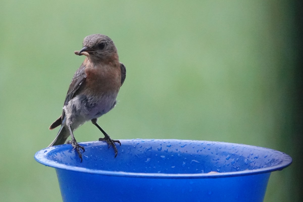 Eastern Bluebird - ML638542191