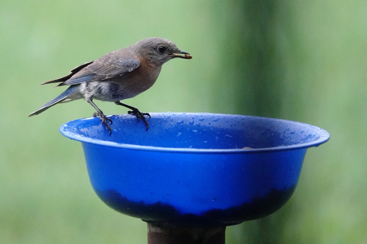 Eastern Bluebird - ML638542192