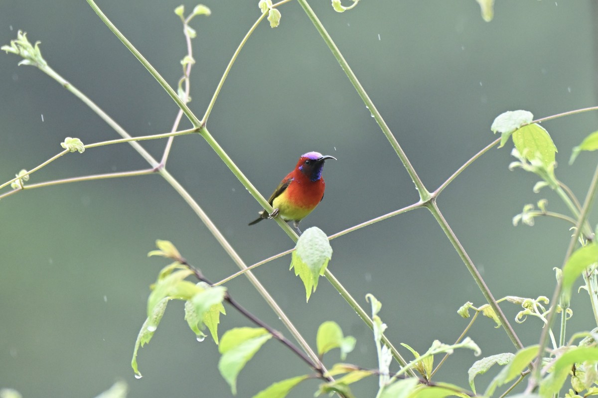 Mrs. Gould's Sunbird - ML638542193