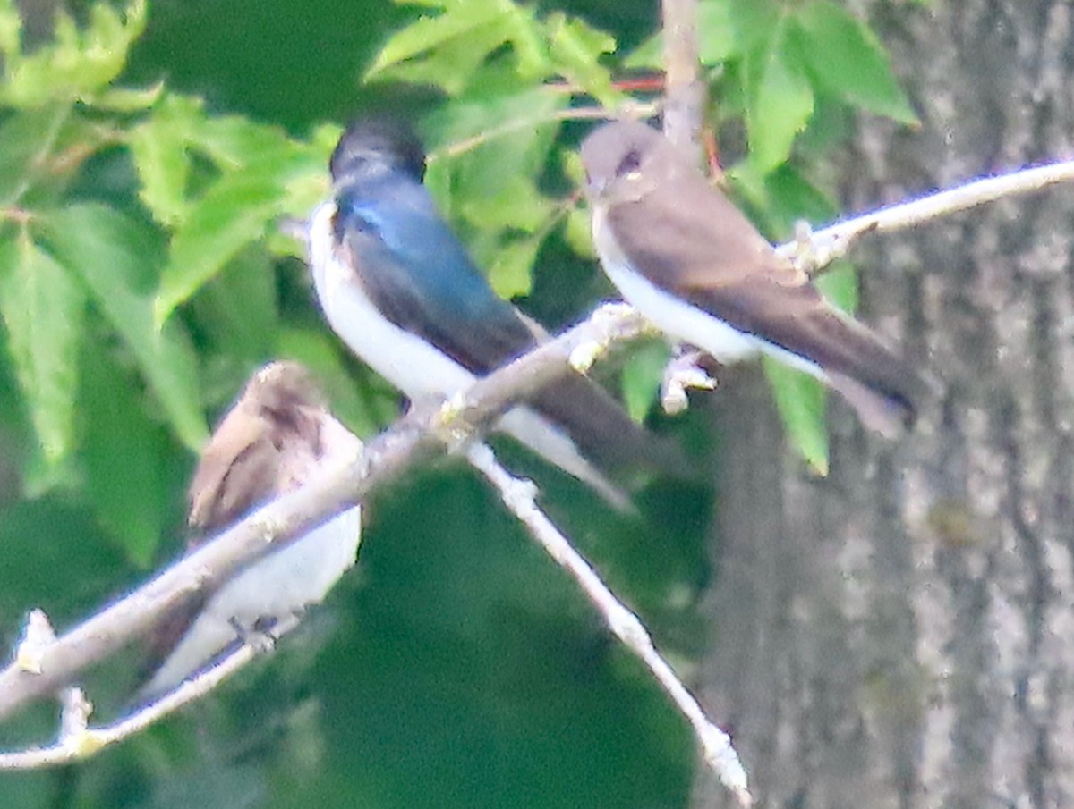 Northern Rough-winged Swallow - ML638542194