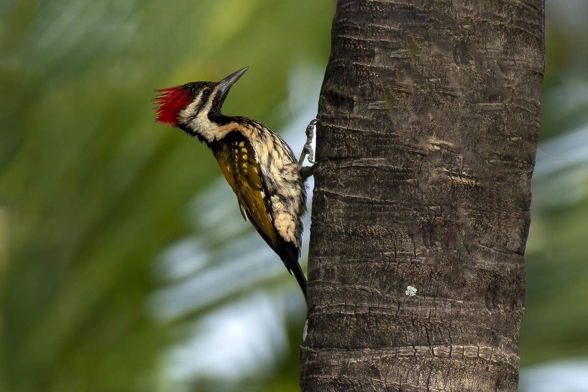 Black-rumped Flameback - ML638542195