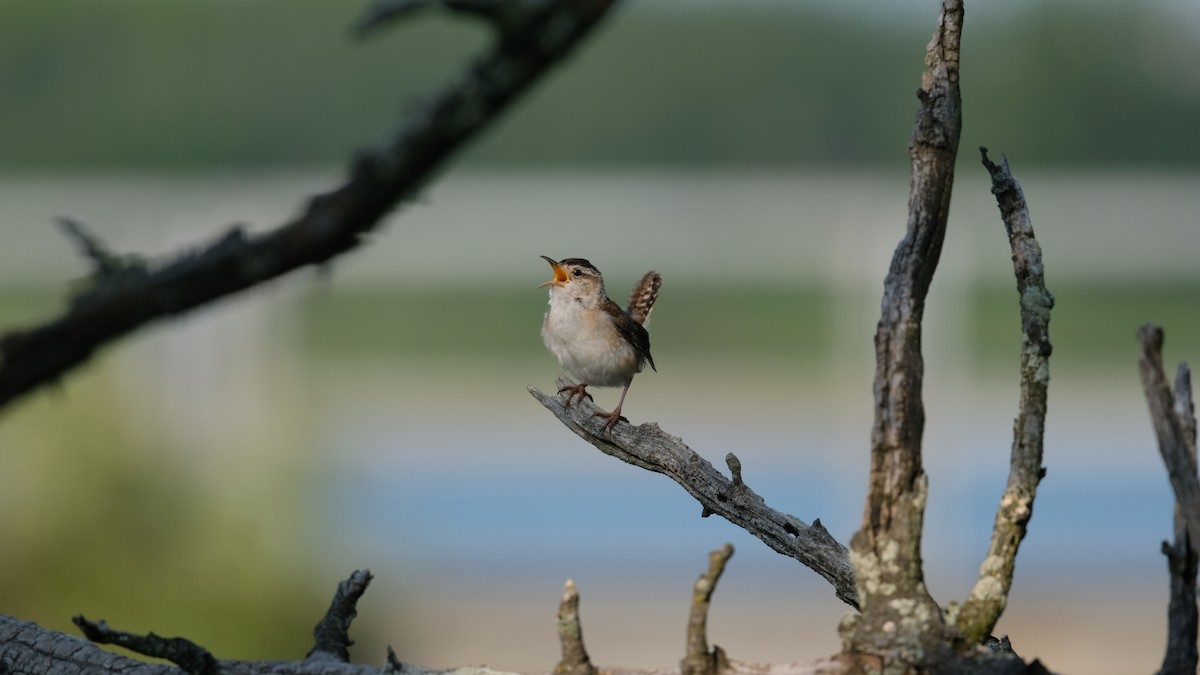 Marsh Wren - ML638542200