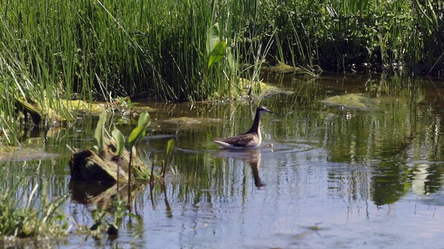 hvithalesvømmesnipe - ML638542201