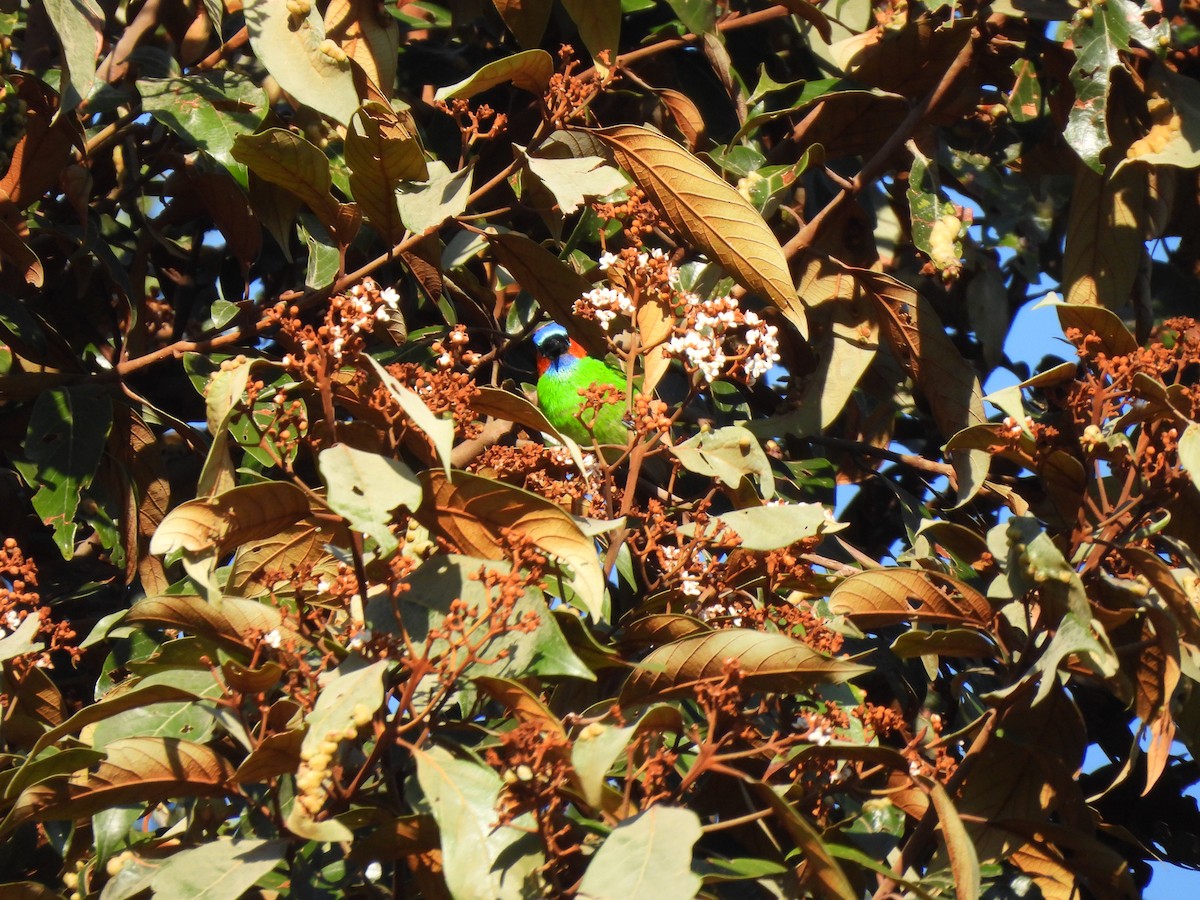 Red-necked Tanager - ML638542204