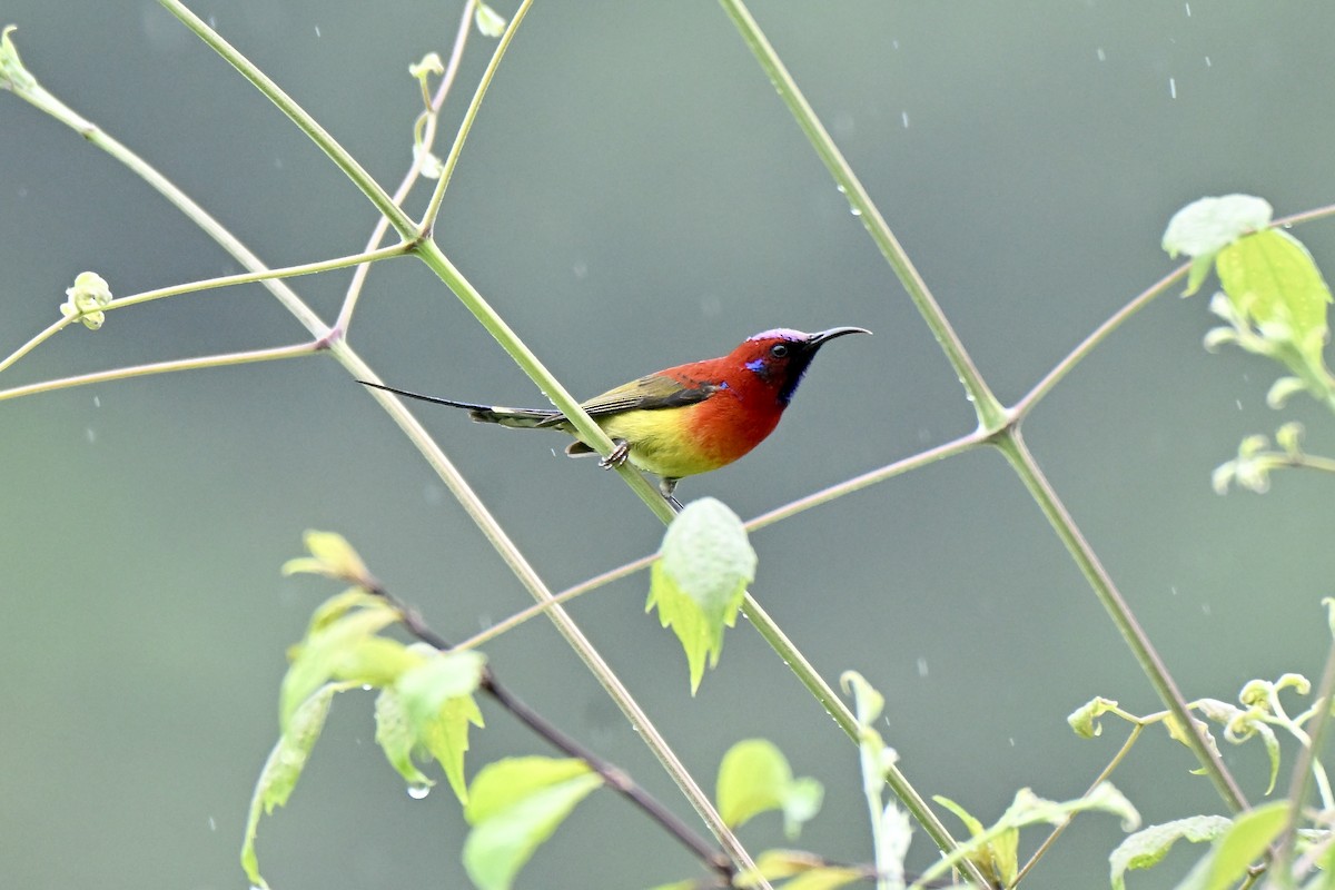 Mrs. Gould's Sunbird - ML638542205