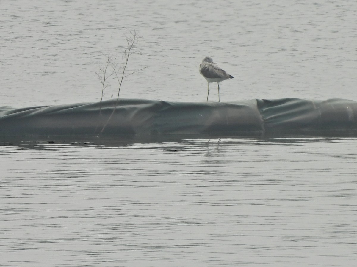 Common Greenshank - ML638542206