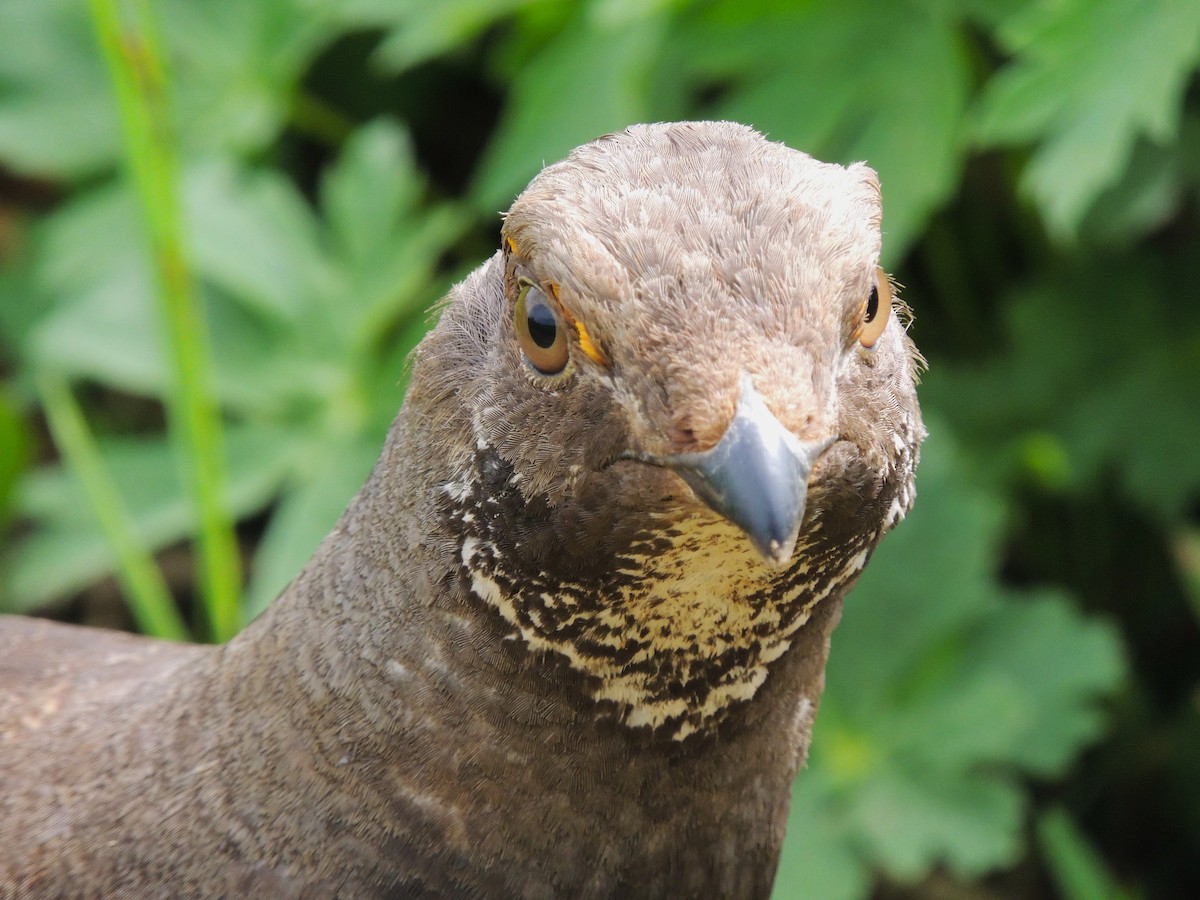 Dusky Grouse - ML638542208