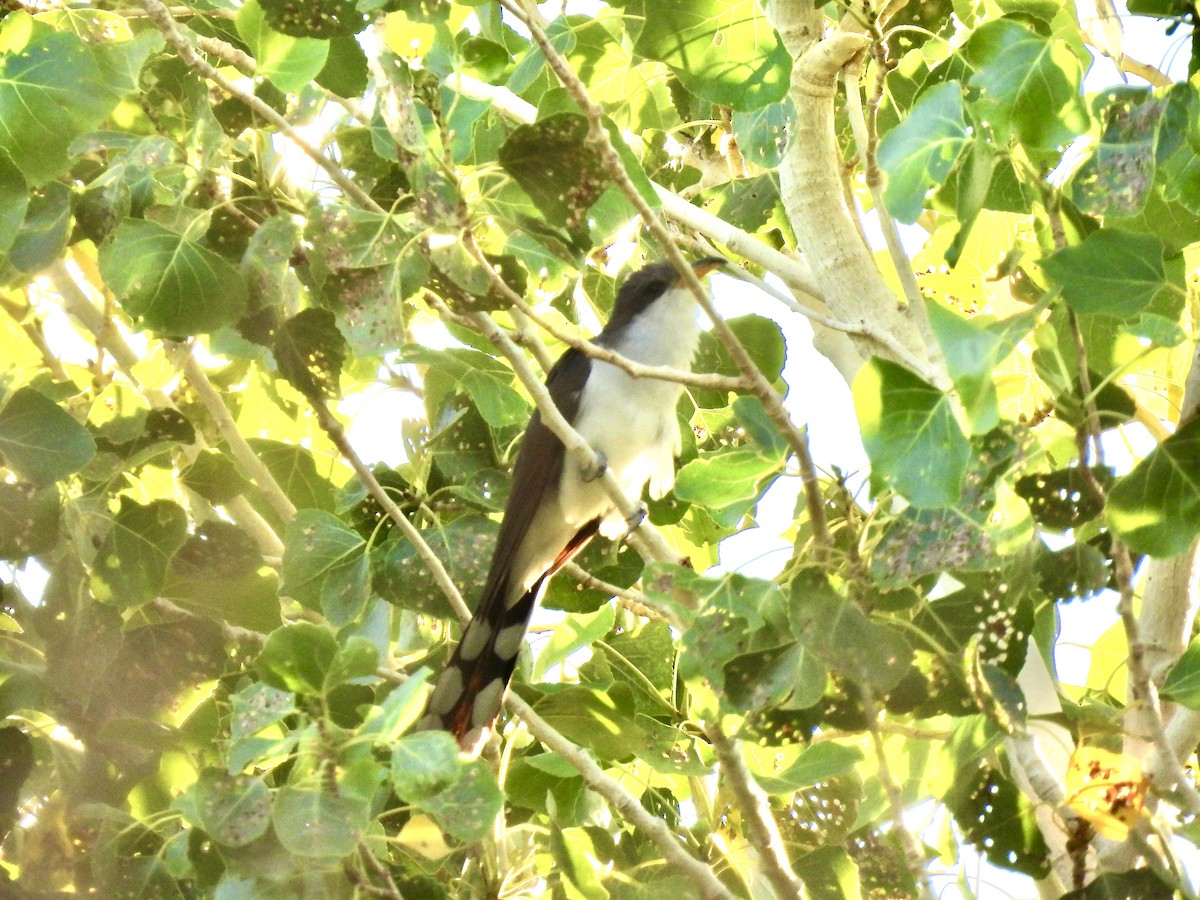 Yellow-billed Cuckoo - ML638542209