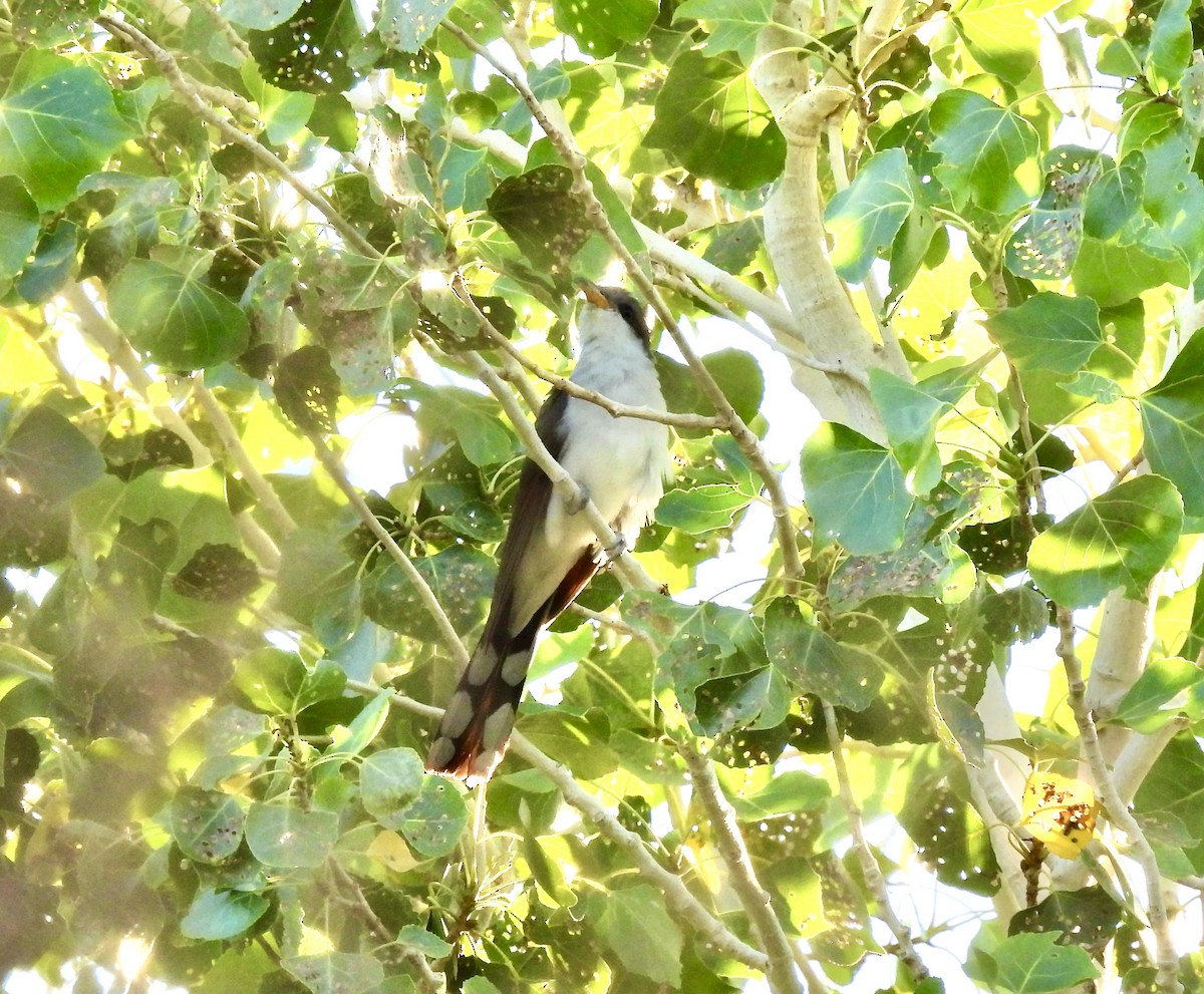 Yellow-billed Cuckoo - ML638542210