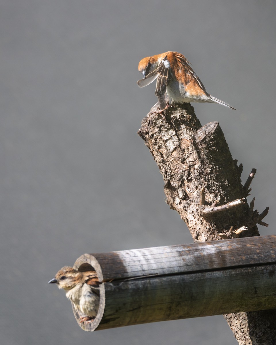 Russet Sparrow - ML638542211