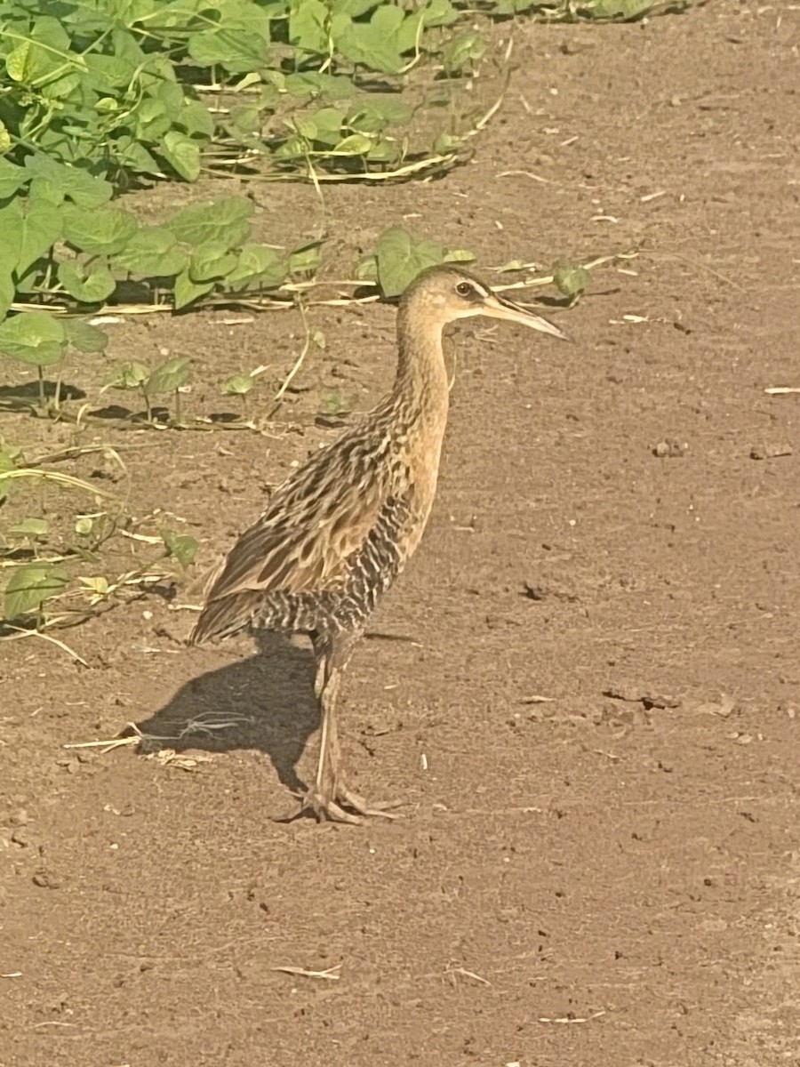 King Rail - ML638542212