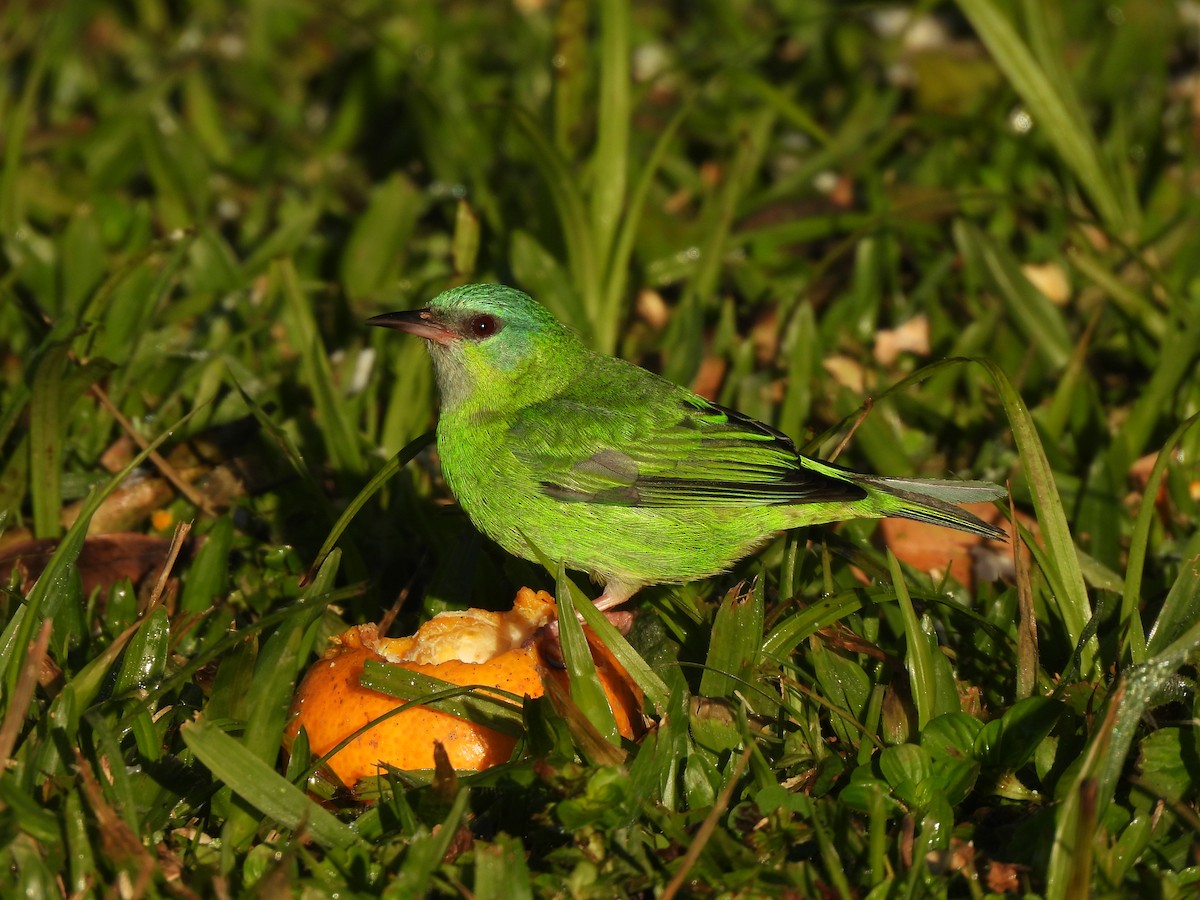 Blue Dacnis - ML638542214
