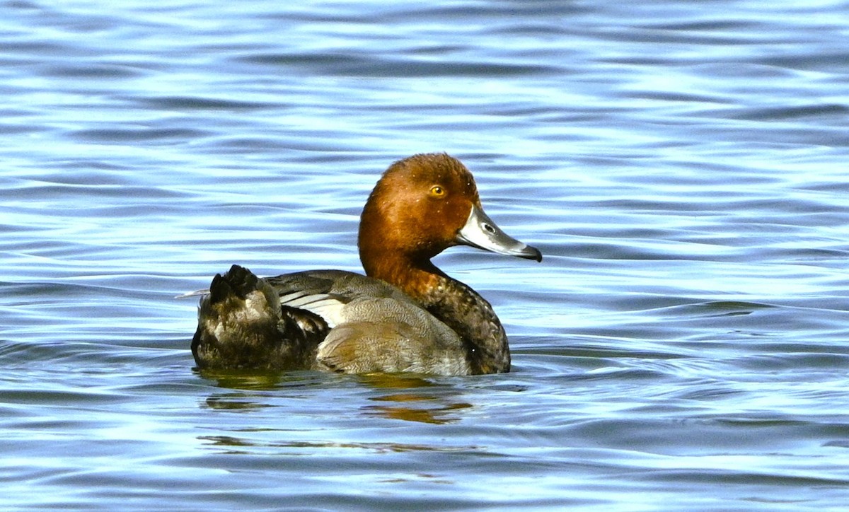 Redhead - ML638542220