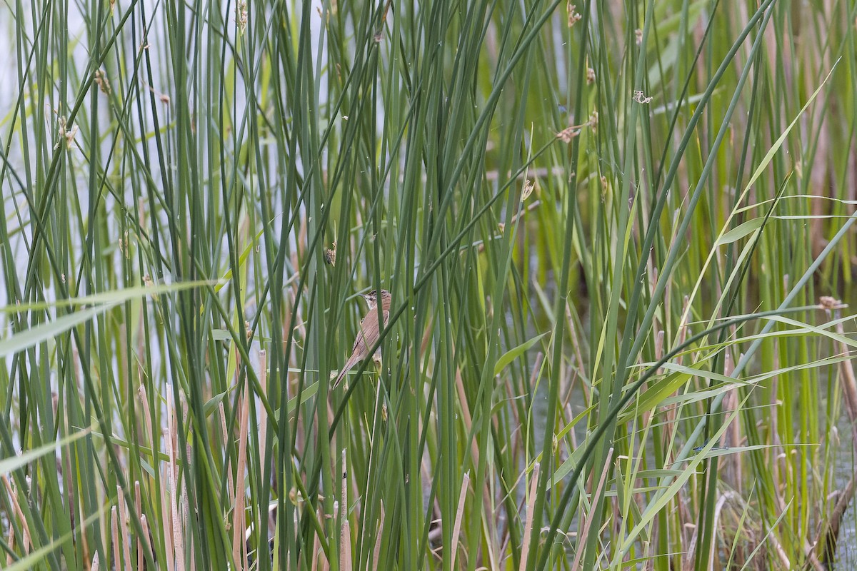 Paddyfield Warbler - ML638542225