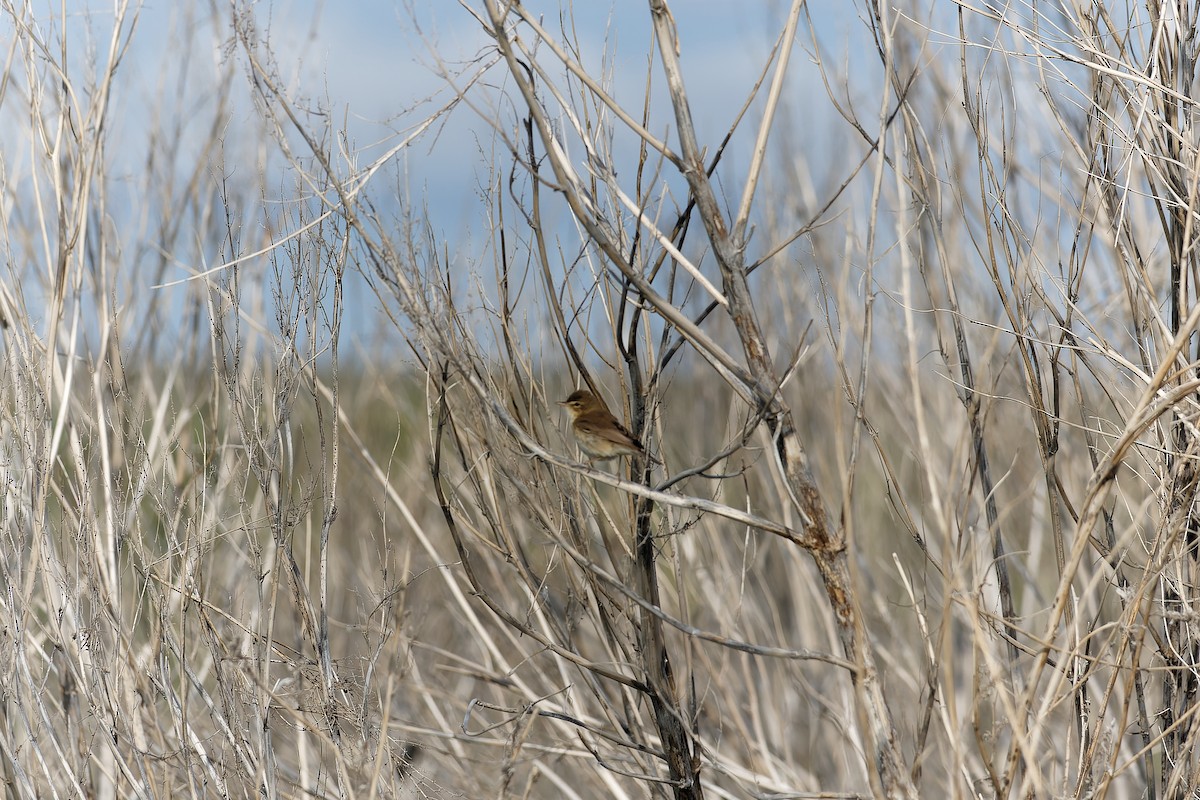 Paddyfield Warbler - ML638542227