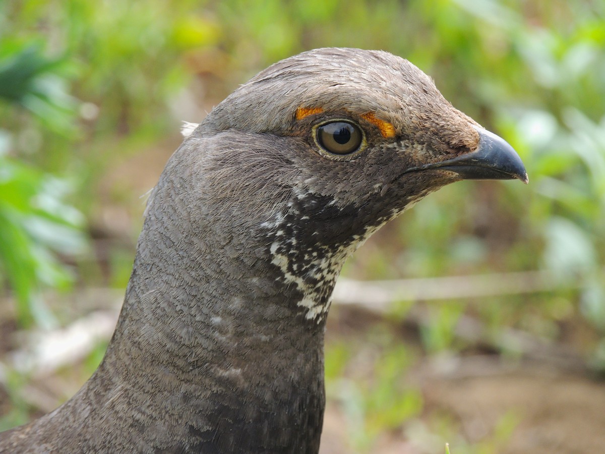 Dusky Grouse - ML638542242