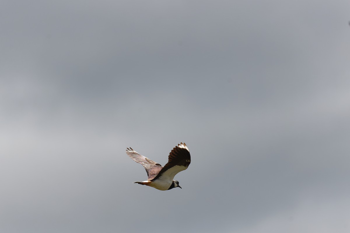 Northern Lapwing - ML638542272