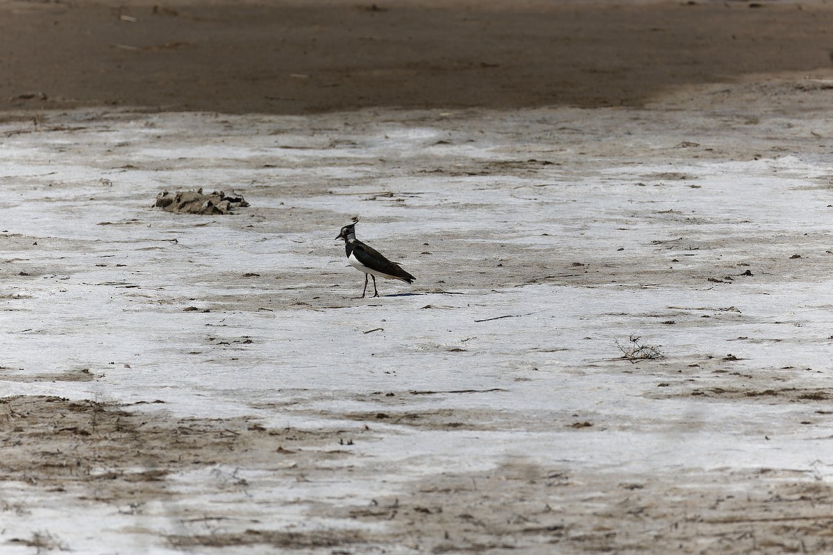 Northern Lapwing - ML638542274