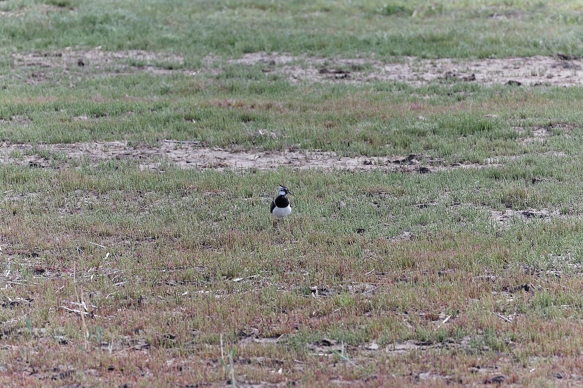Northern Lapwing - ML638542275