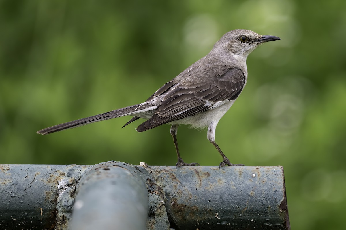 Northern Mockingbird - ML638542276