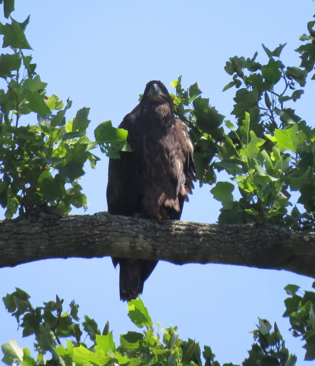 Bald Eagle - ML638542279