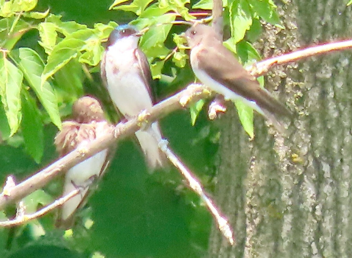 Northern Rough-winged Swallow - ML638542282