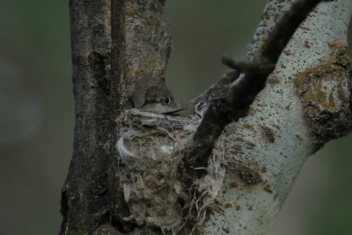 Least Flycatcher - ML638542283