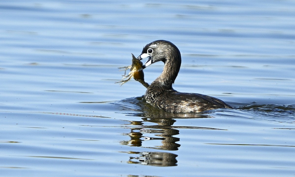Pied-billed Grebe - ML638542284